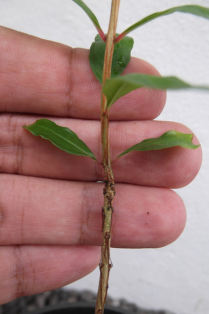 bonsai from seed